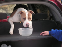 Staffordshire Terrier Dog in car